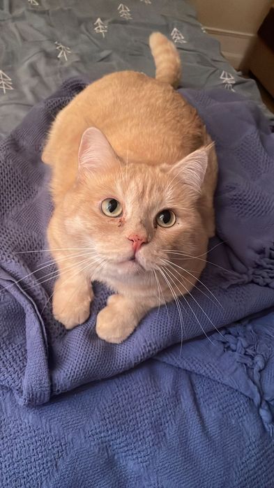 Кот в добрые руки