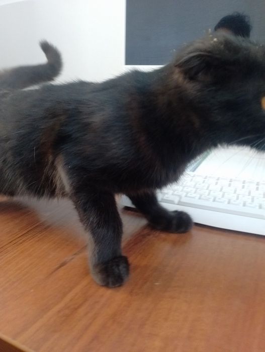 Britanskiy mushuk sotiladi rangi qora 1 yowar