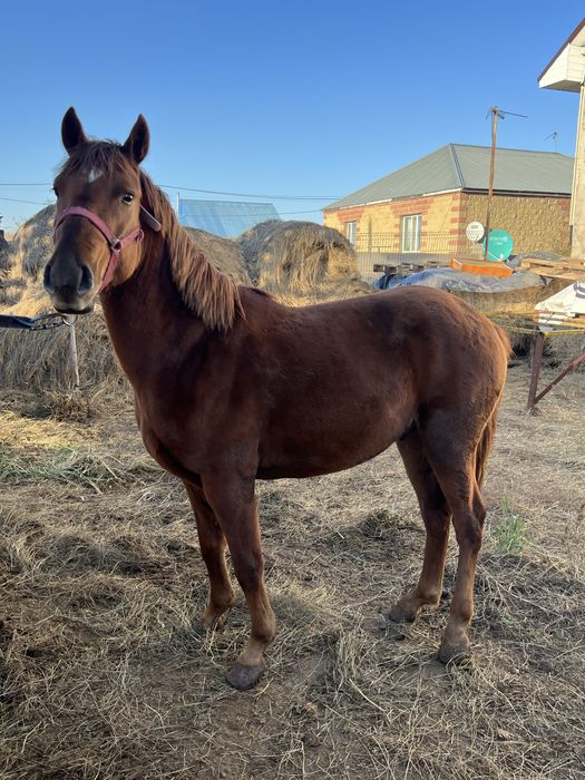 Кунан сатылады 2 жасар