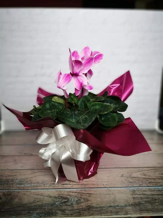 Двустранен Фон за снимки