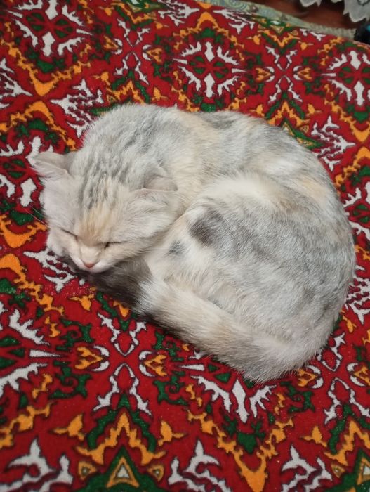 Британская кошка