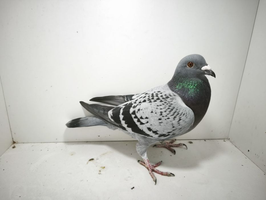 Porumbei reproduși pe boxe individuale