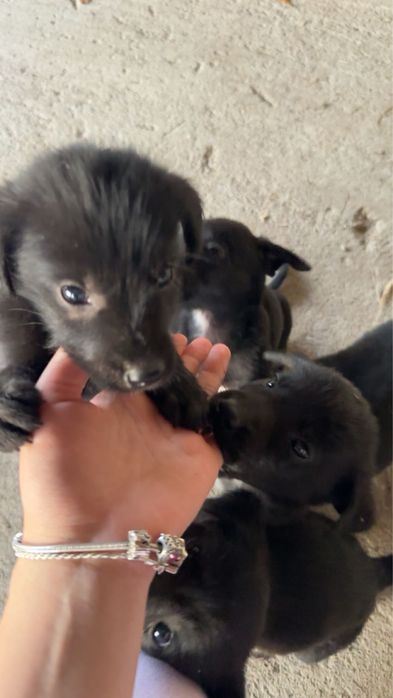 donez 6 catelusi (5 fetite si 1 baietel)