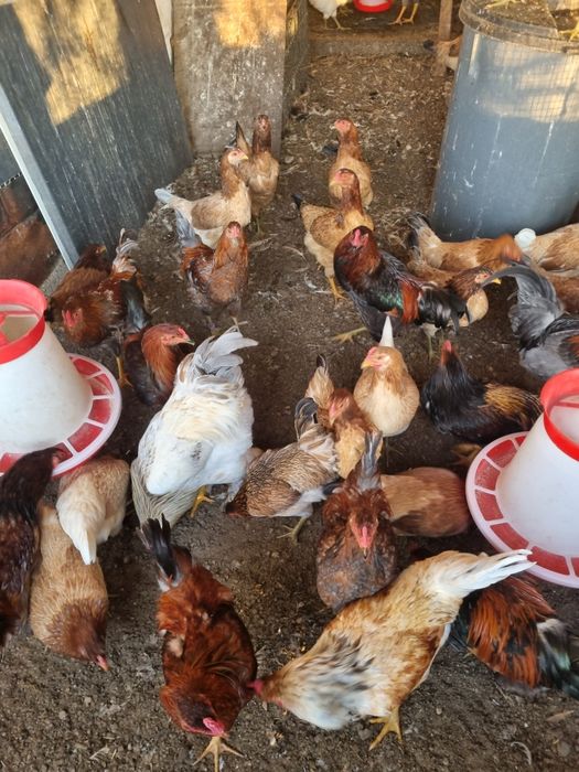 Cocoși și găini cu ouă verzi