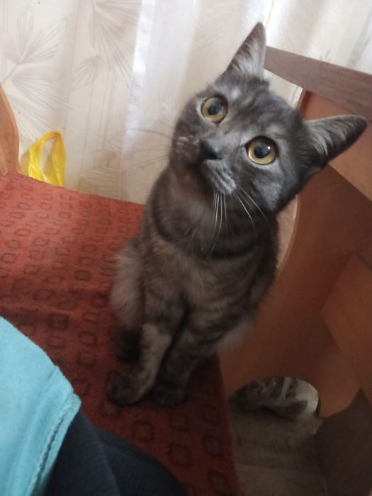 Котики в добрые руки