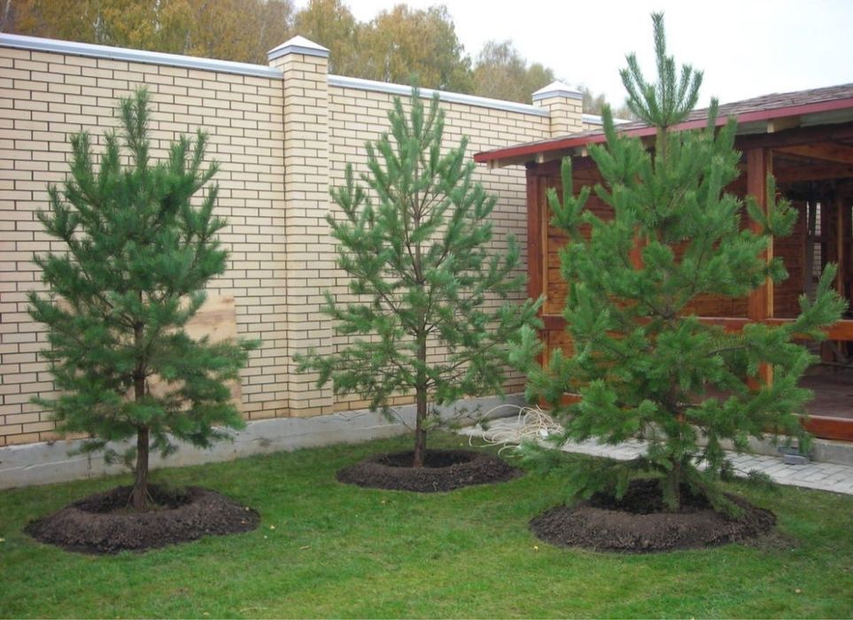 Plante ornamentale maslin cedru frasin tei artar japonez