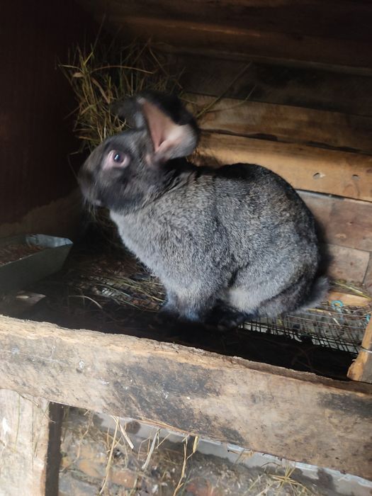 Продам отличного крола Фландр