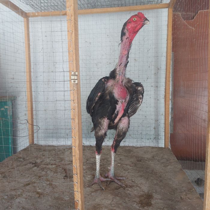 Ветнам 1.5 год крупный корпусник