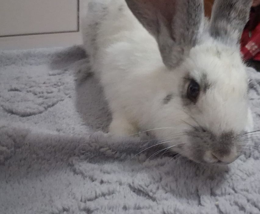 Iubitorilor de animăluțe ofer spre vânzare iepuri.