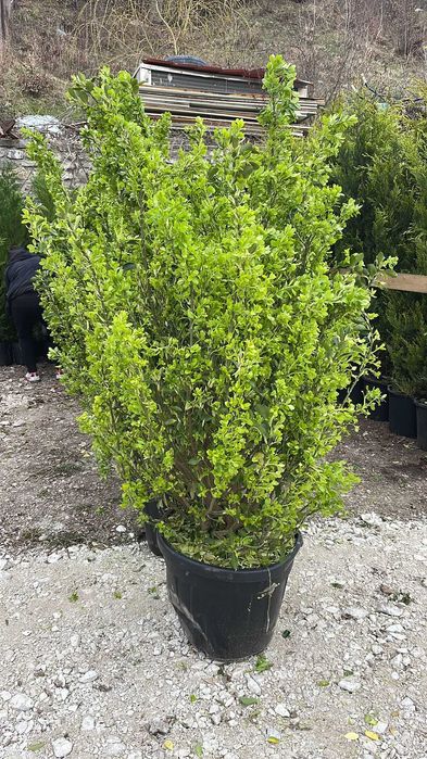 Evonymus Tufa , Maslin de 100 de ani, Illex variegata, Leylandii Auriu