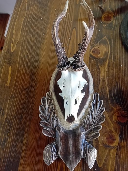 Trofee caprior coarne