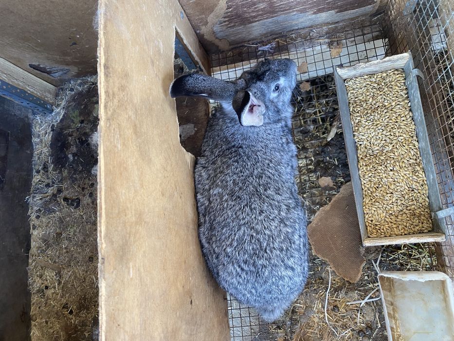 кролик порода ( шиншилла ) самка 7 месяцев