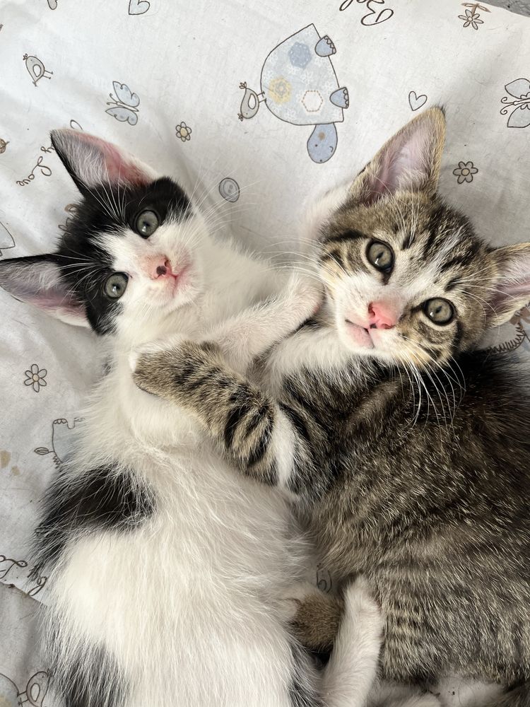 Spre adoptie 3 puiuti de pisicuta