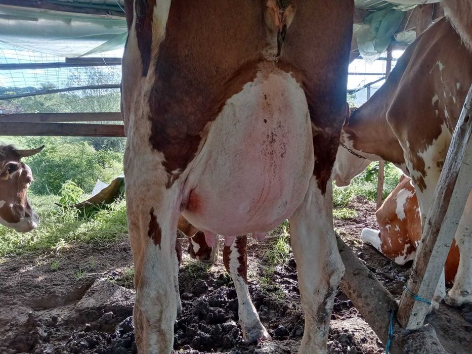 Vind vaci Red holstein.