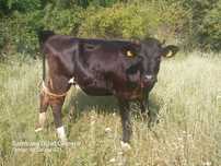 Vând vitea holstein