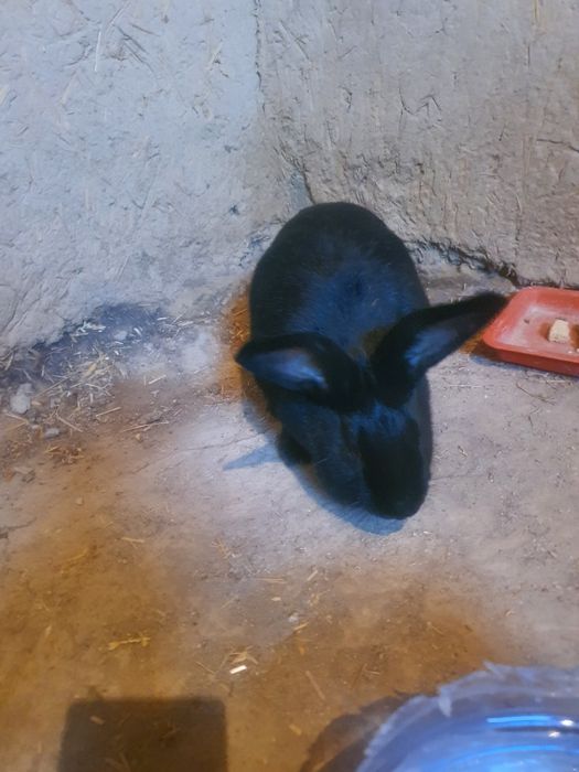 Ургочи куен зотор