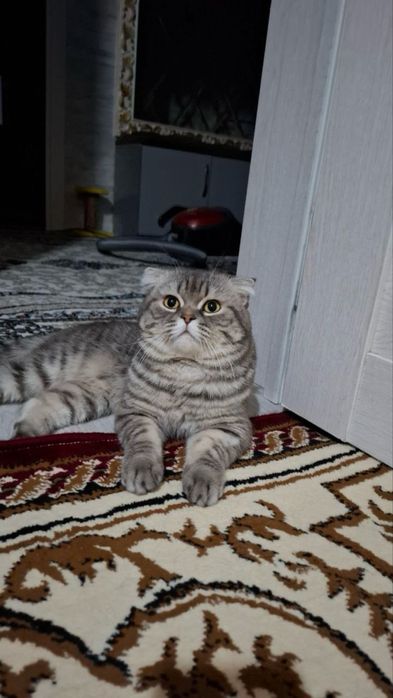 Mushuk chatishtiriladi