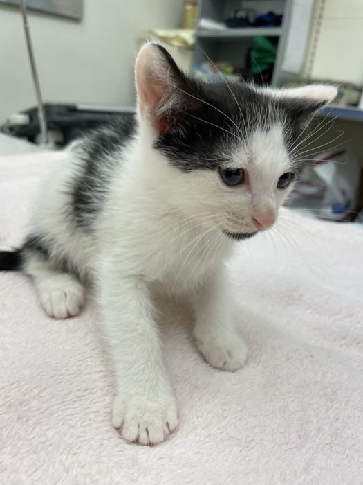 Подаряваме котенца