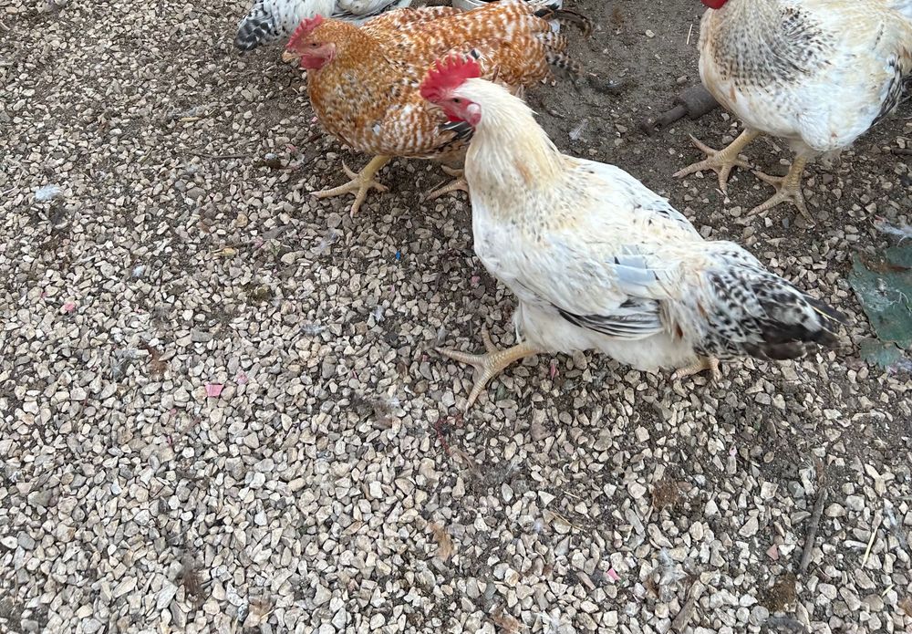 Cocoși Kabir și Monaco
