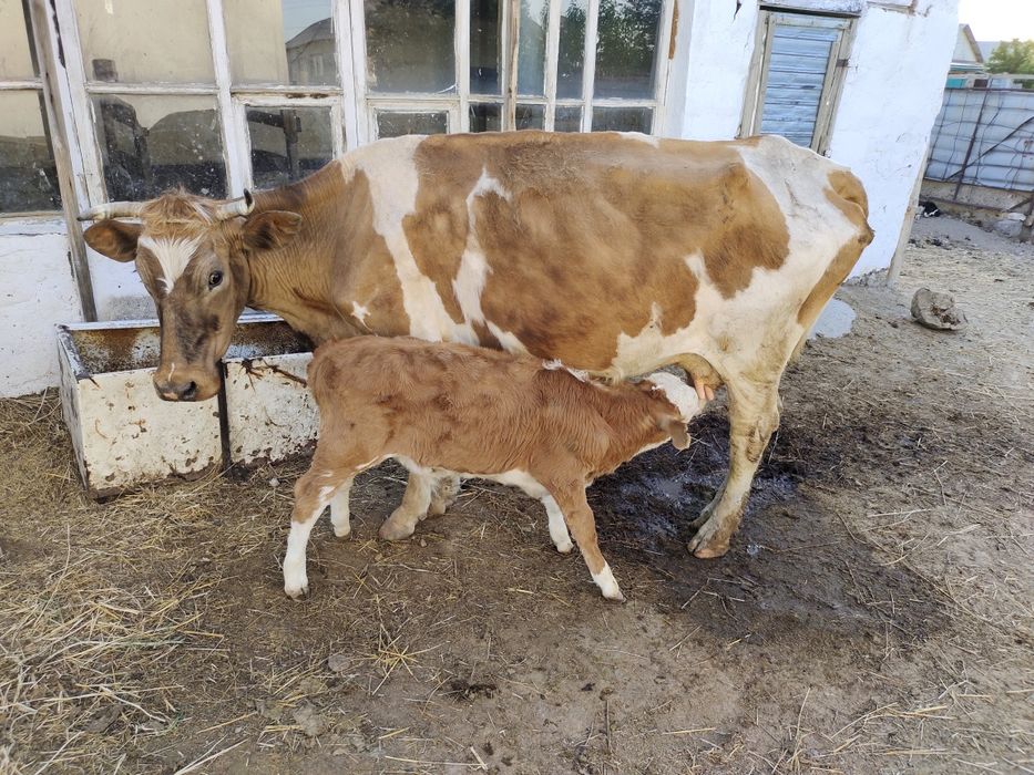 Сиыр бұзауымен 400000 теңге