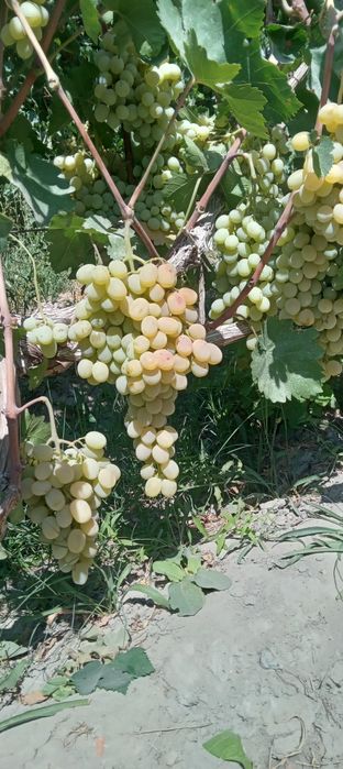 Zõr holatda 1 fura 14 lik karzinkada toyfi uzum bor