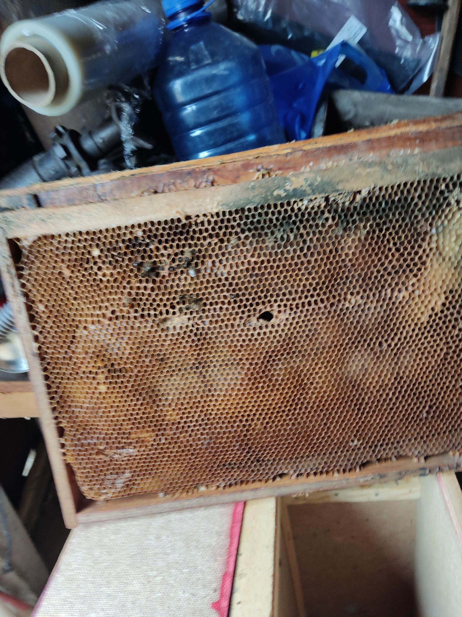 Продам пчелиные   соты сушь