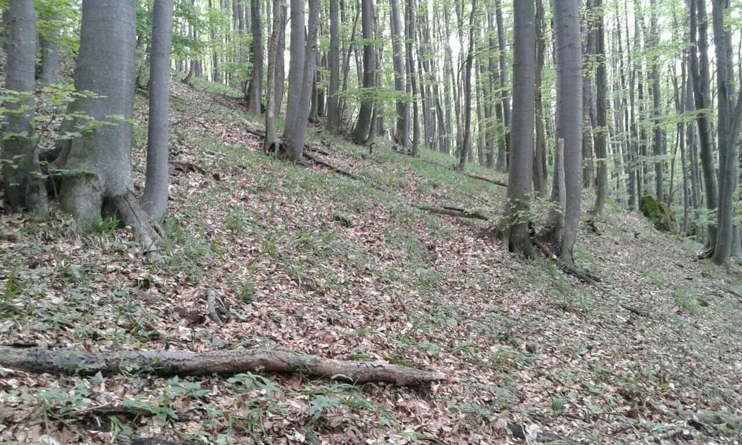 Самардала Балканска