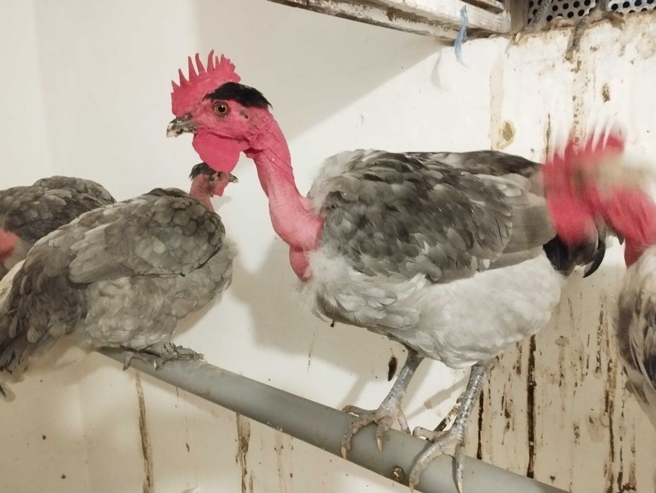 Cocoși de Gât Golaș de Transilvania si Leghorn