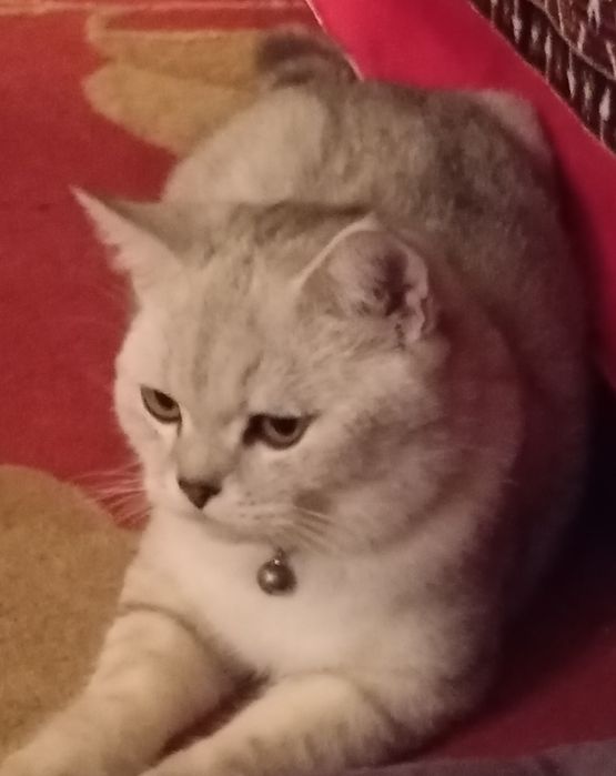 Бухоро шаҳарда Шиншилла ўғил мушук сотилади