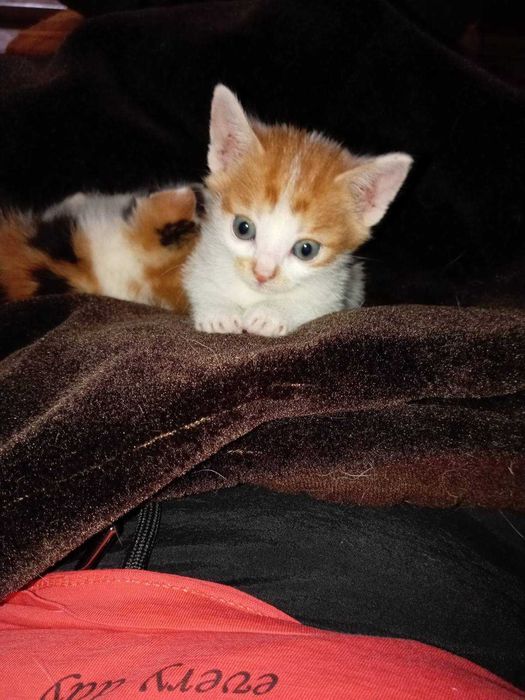 Котета търсят дом