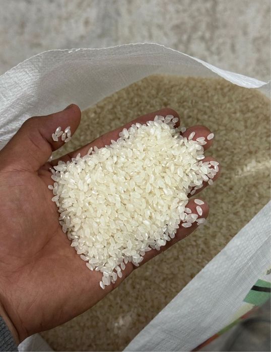 Рис Кызылординский