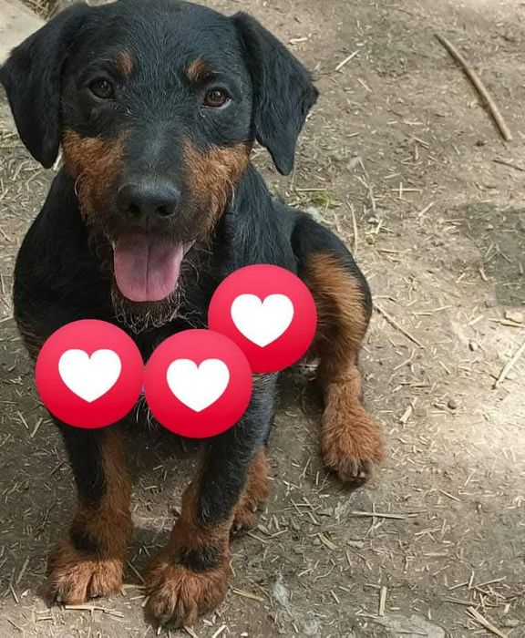 Câini pentru adoptie