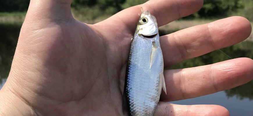 Живец, чабак, малек