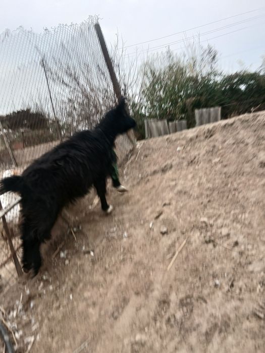 Продаётся арабская коза