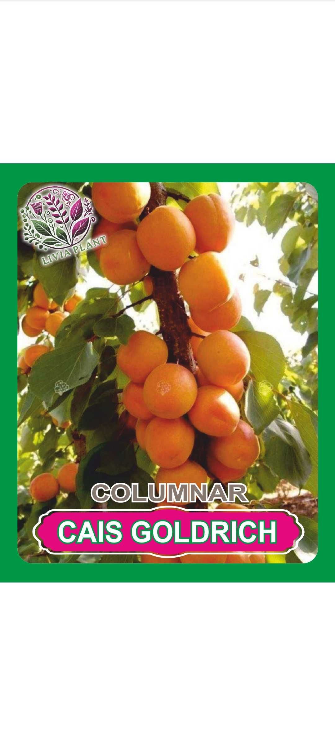Pomi fructiferi Arbuști plante decorative ect.