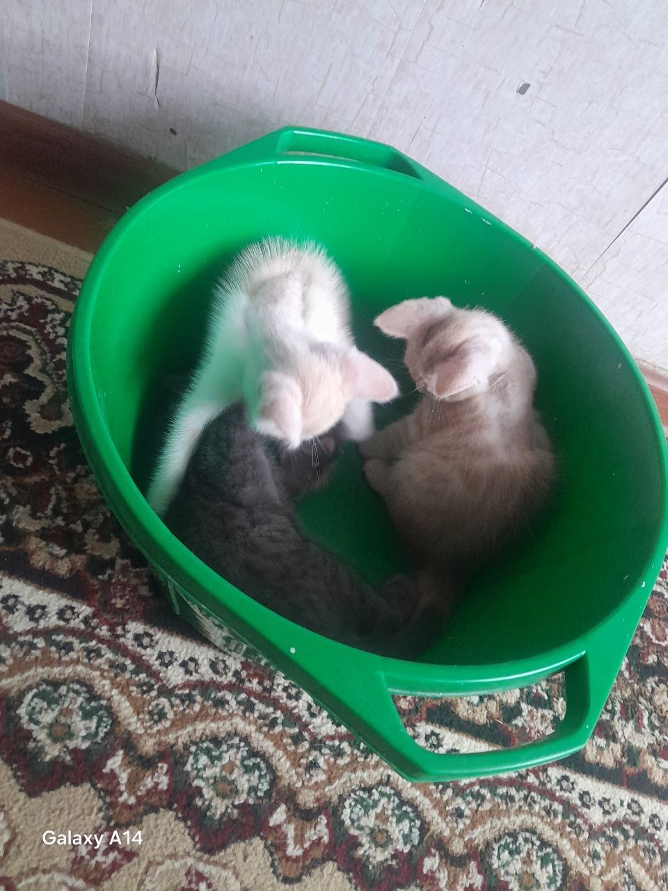 Отдам в хорошие руки