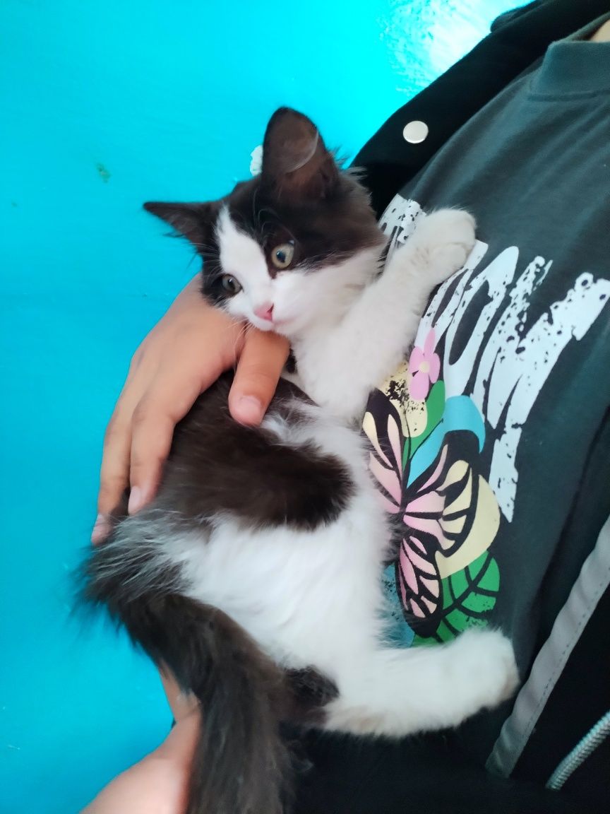 Котёнок - девочка!
