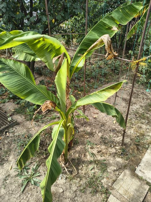 Bananieri aclimatizați.
