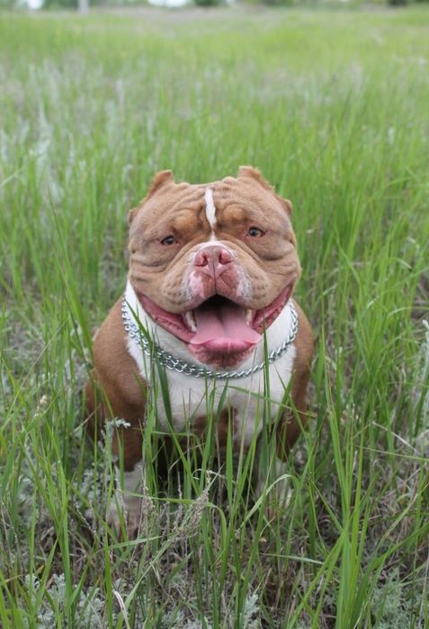 Амерканский булли