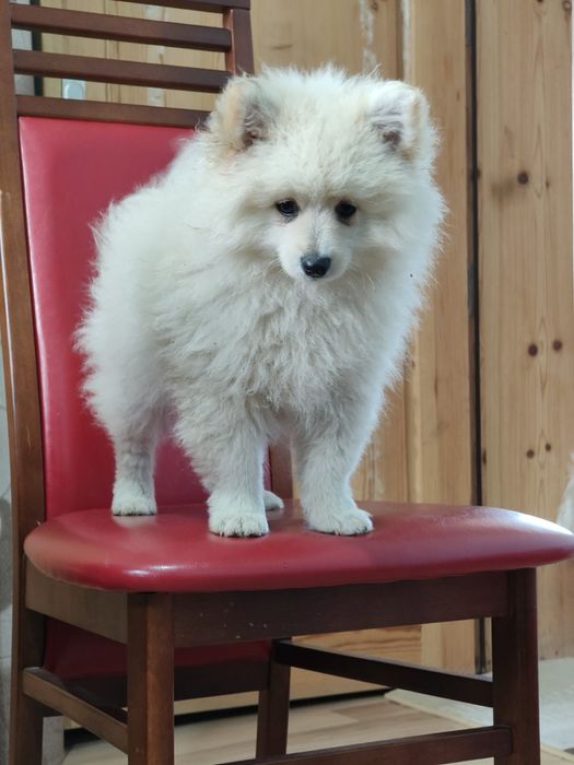 Малки кученца порода померан