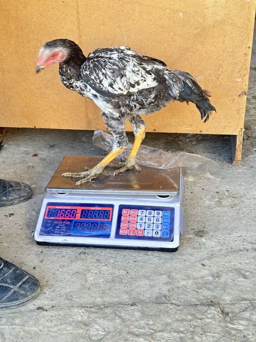 4 oylik joʻja tuxumga kiryapti