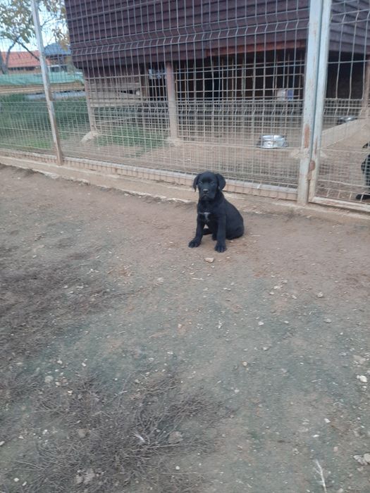 Cane corso negru