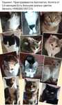 Бесплатно Котята, коты, кошки