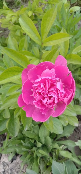 Цветок пиона, пион гули 20000 сум всего 30 штук