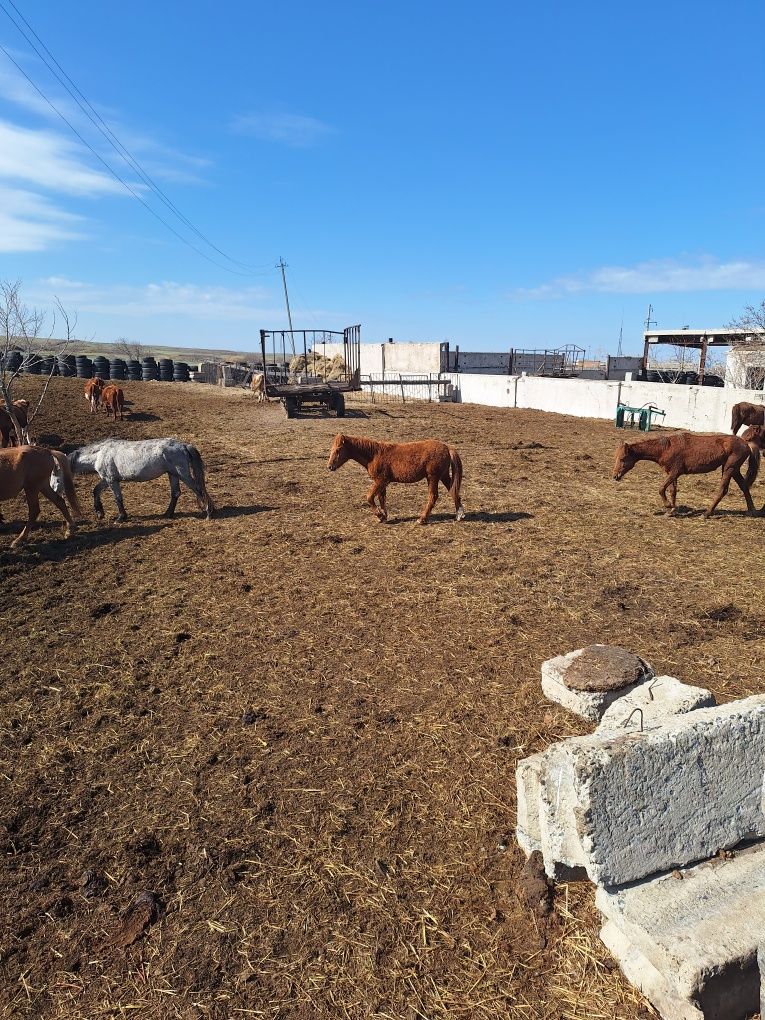 Продам Жабагы поздний и тайчика