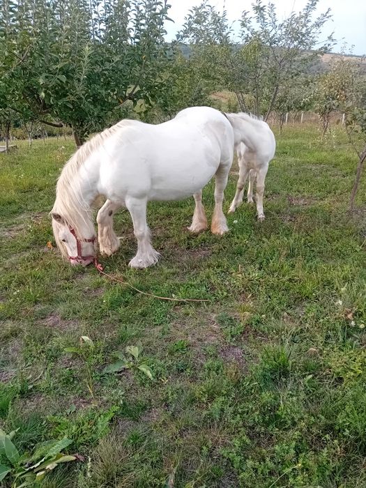 Vând iapa tinker cu manza