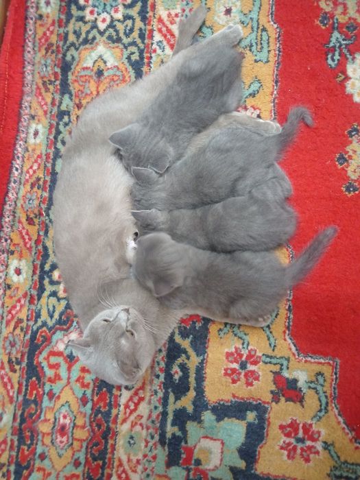 Срочно! Котята шотландские, чистокровные!