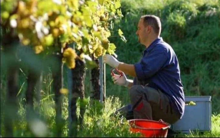 Struguri de vin Slobozia ialomita
