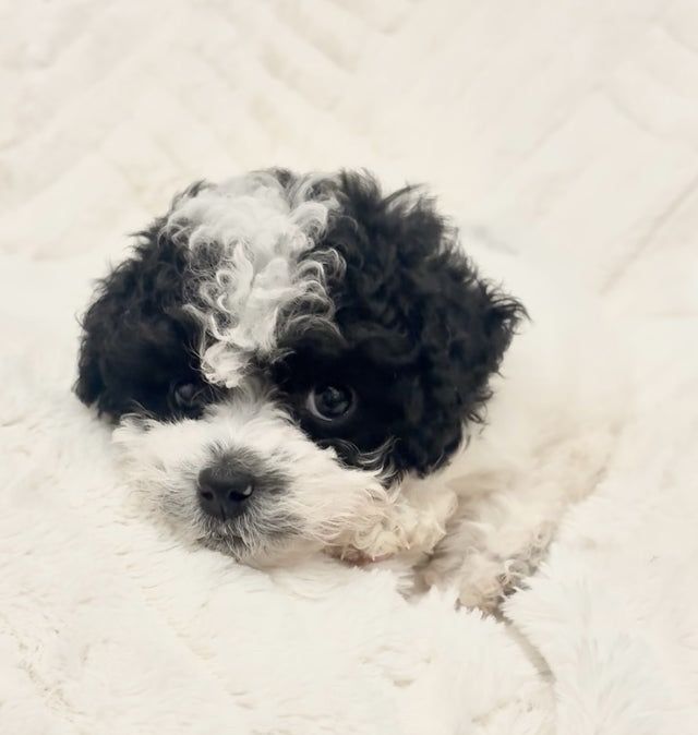 Caniche pitic superb