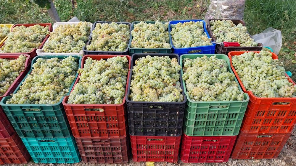 Muscat Ottonel, Sauvignon blanc, Tămâioasă